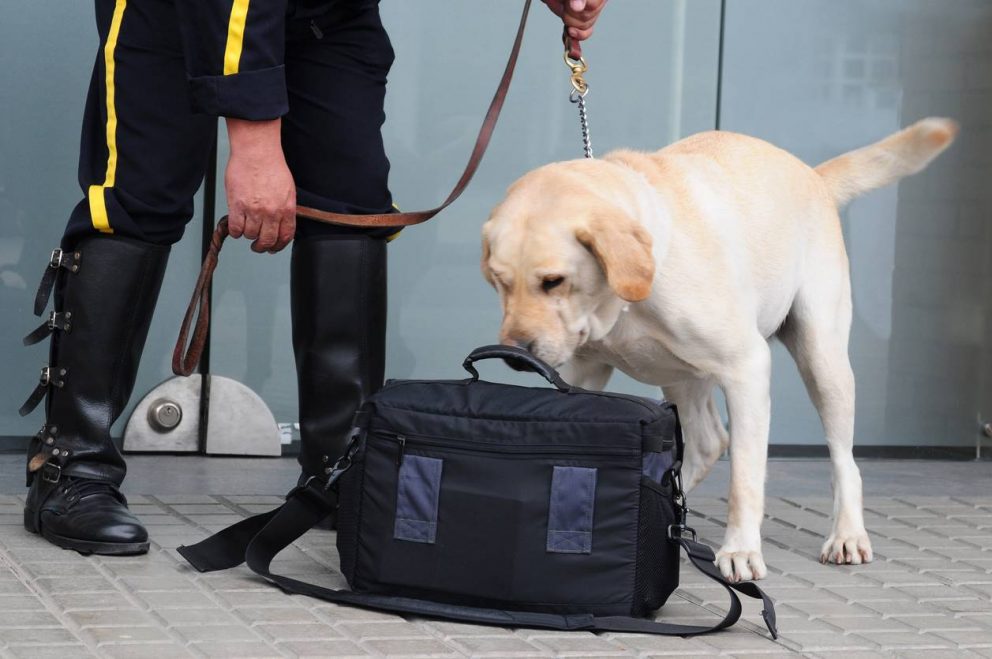 Security Dog Handling Services NSI